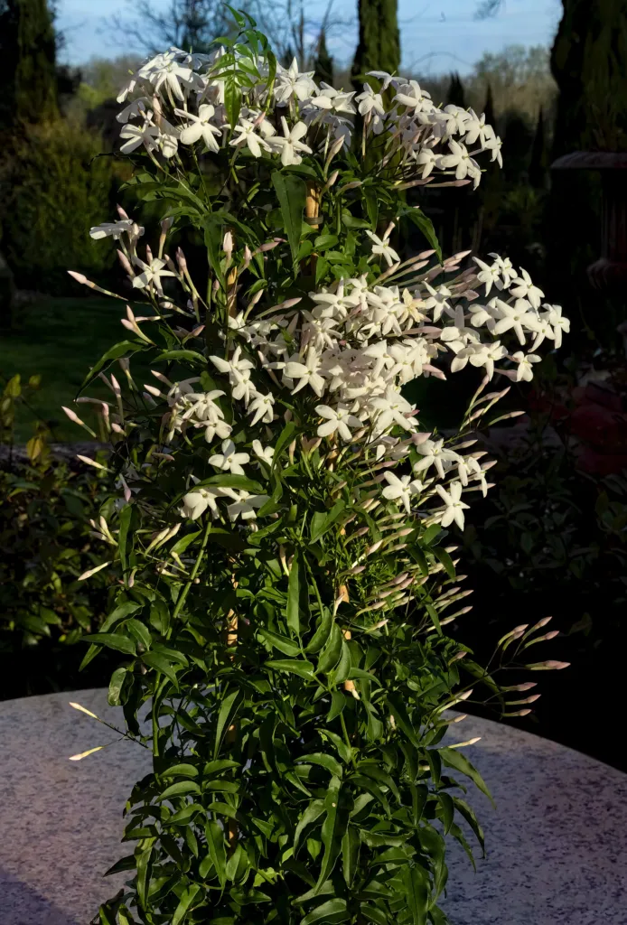 Jasminum polyanthum – natural growth habit, plant photo