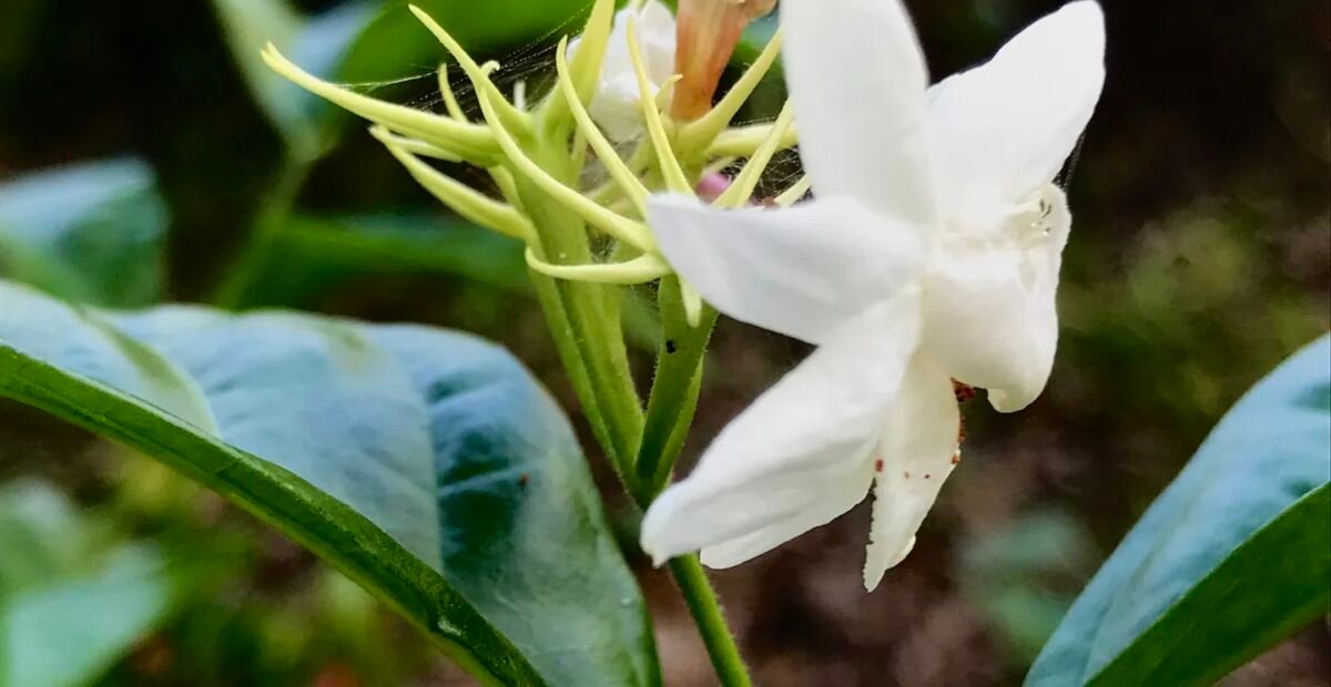 Jasminum sambac – Pflanzenfoto