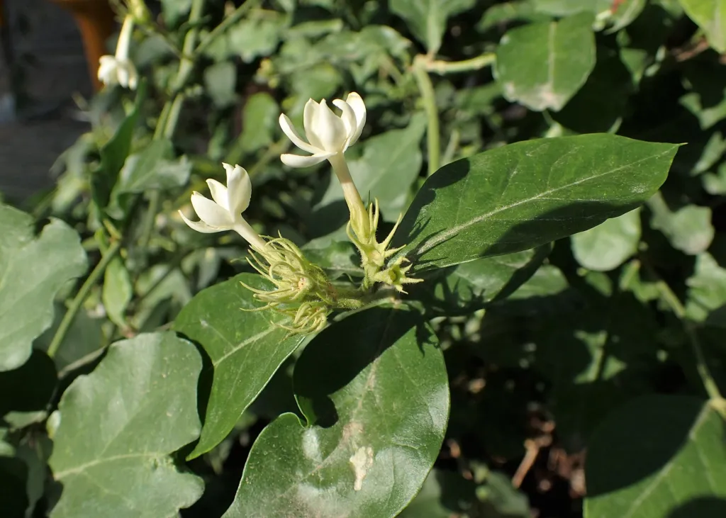 Jazmín voňavý (Jasminum sambac) – v záhrade, fotografia rastliny