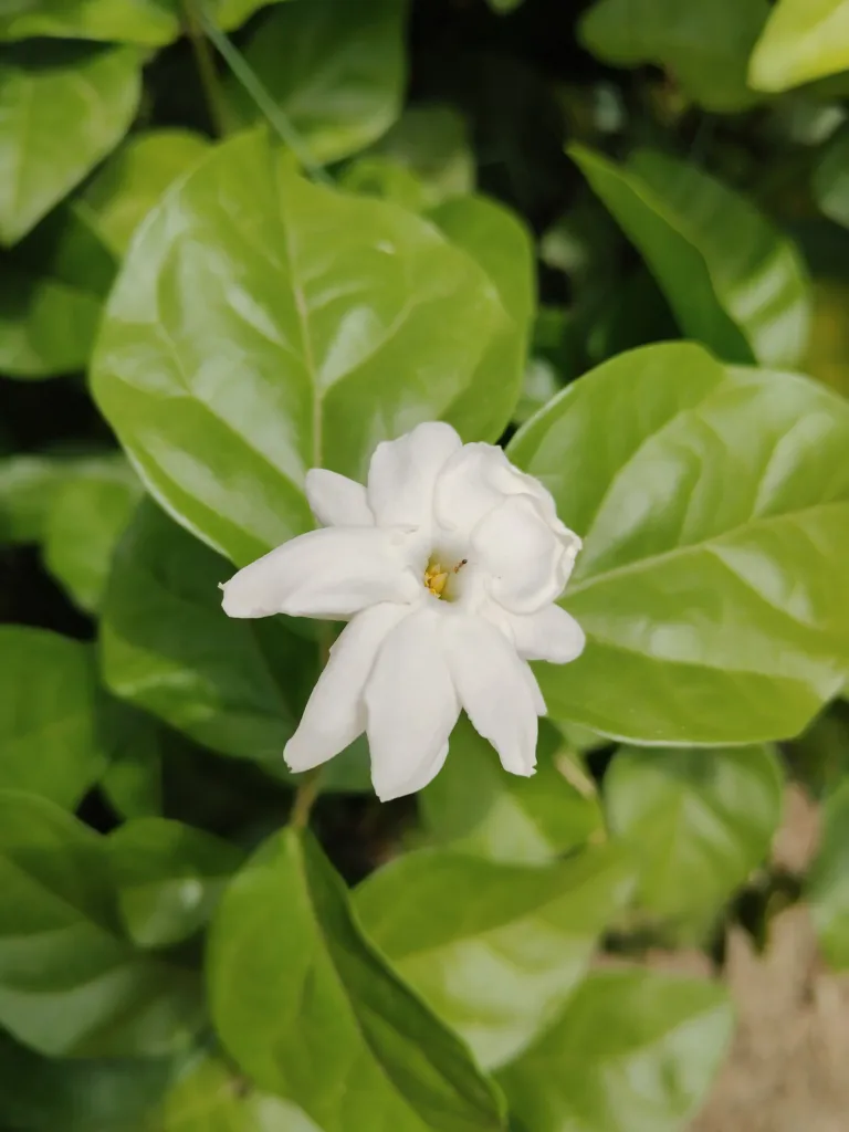 Jazmín voňavý (Jasminum sambac) – kvety zblízka, fotografia rastliny
