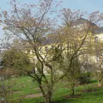 javor japonský (Acer japonicum) – fotografia rastliny