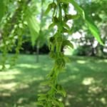 Javor Père Davida (Acer davidii) – fotografia rastliny
