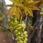 javor veľkolistý (Acer macrophyllum) – fotografia rastliny