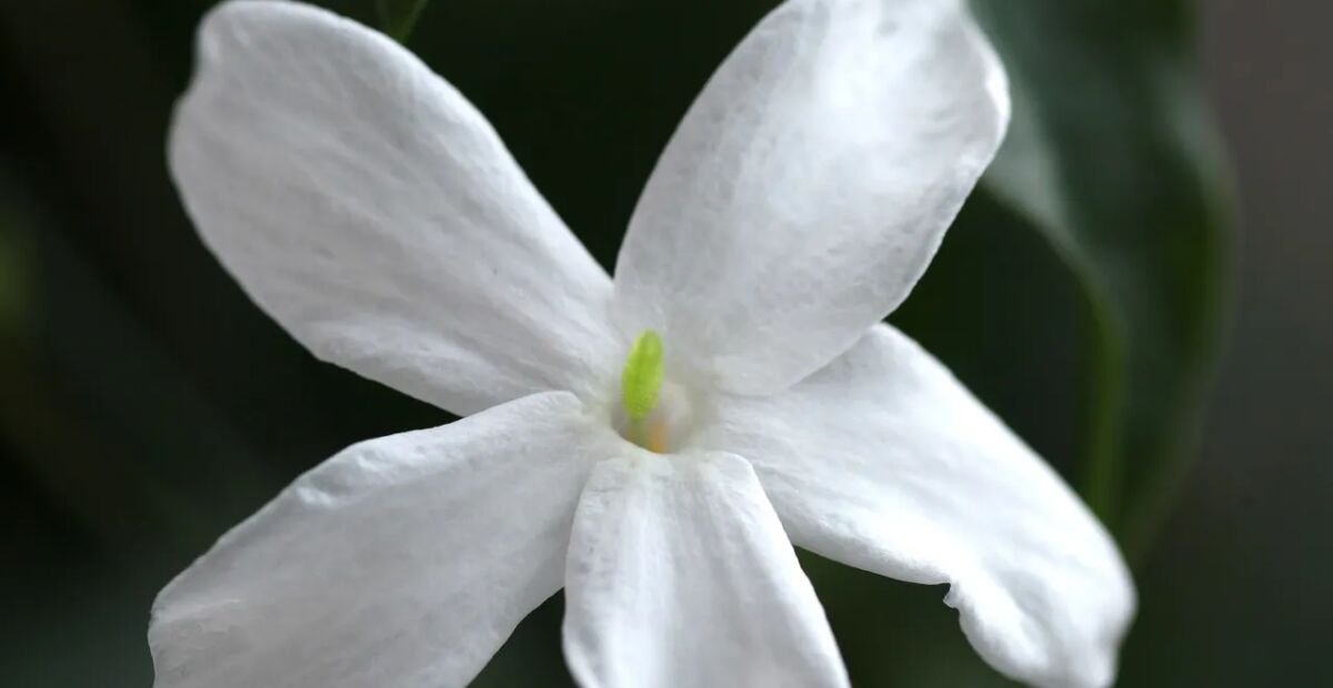 Jazmín lekársky (Jasminum officinale) – fotografia rastliny
