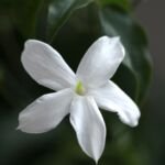 Jazmín lekársky (Jasminum officinale) – fotografia rastliny