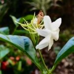 Jazmín voňavý (Jasminum sambac) – fotografia rastliny
