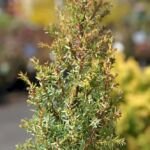 Juniperus communis 'Compressa' – Pflanzenfoto