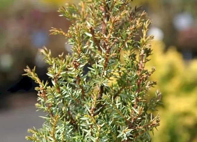 Juniperus communis 'Compressa'