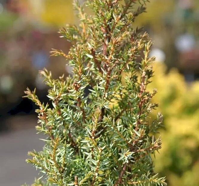 Juniperus communis 'Compressa' – plant photo