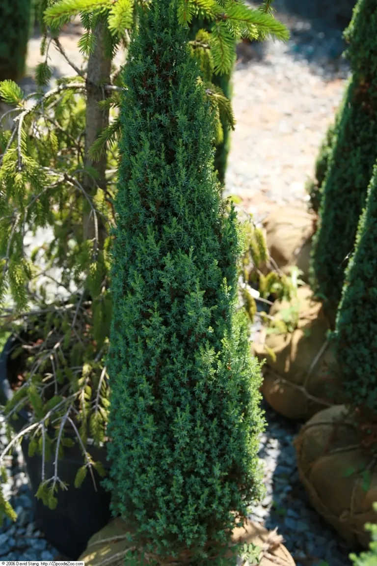 Compressa (Juniperus communis ‘Compressa’) (Juniperus communis 'Compressa')