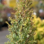 Compressa (Juniperus communis ‘Compressa’) (Juniperus communis 'Compressa') – plant