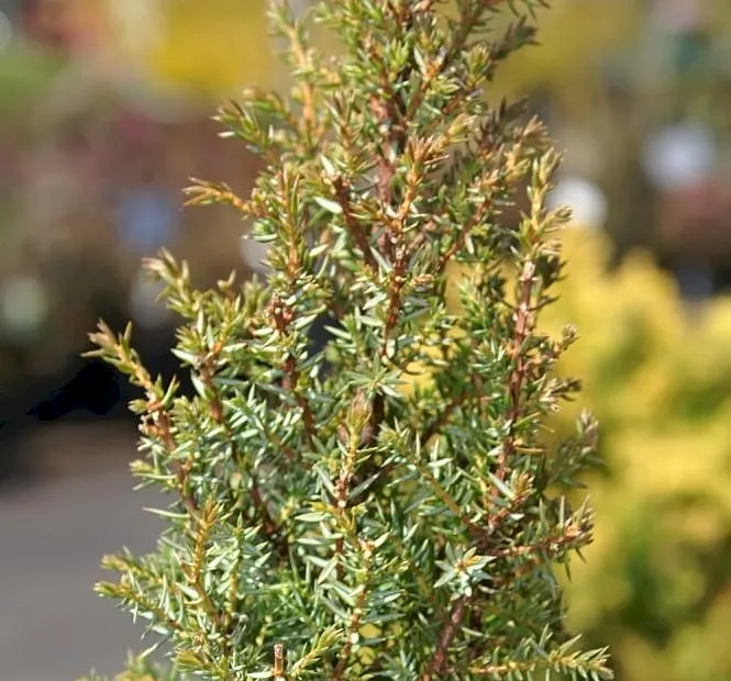 Juniperus communis 'Compressa' – plant photo