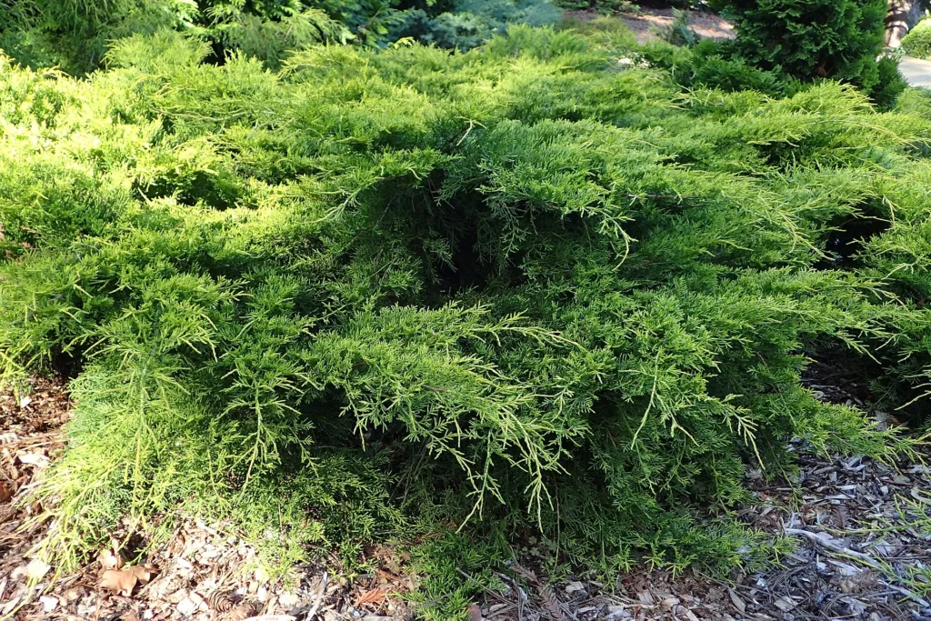 Pfitzer-Wacholder (Juniperus pfitzeriana) – im Garten, Pflanzenfoto