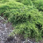 Pfitzer's juniper (Juniperus pfitzeriana) – plant photo