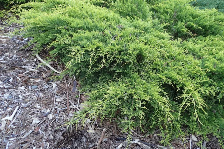 Juniperus pfitzeriana