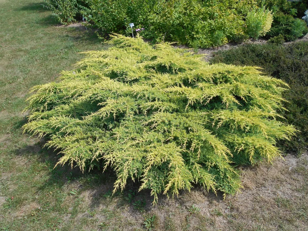 Pfitzer-Wacholder (Juniperus pfitzeriana) – im Garten, Pflanzenfoto