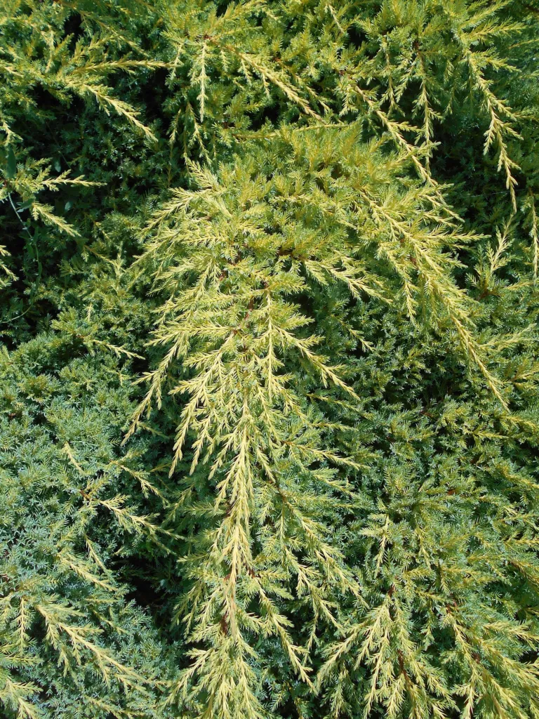 Pfitzer-Wacholder (Juniperus pfitzeriana) – im Garten, Pflanzenfoto