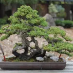 Dwarf Japanese garden juniper (Juniperus procumbens 'Nana') – plant photo