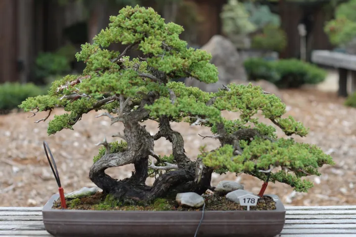 Juniperus procumbens 'Nana'
