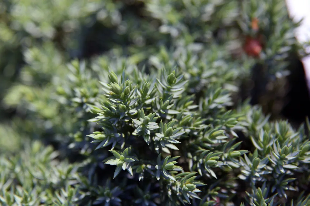 Dwarf Japanese garden juniper (Juniperus procumbens 'Nana') – in a garden setting, plant photo