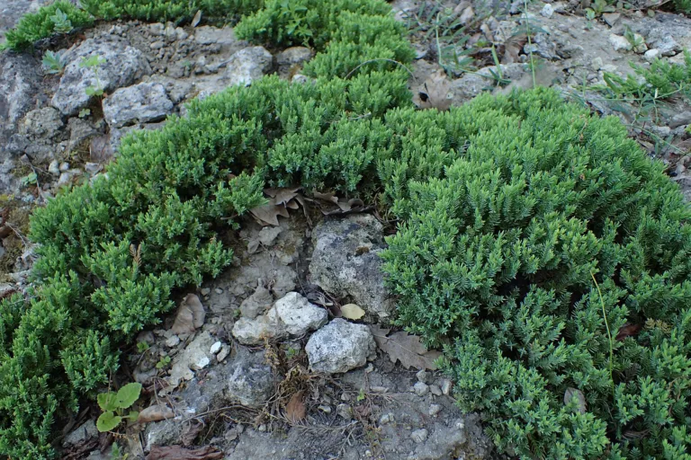 Dwarf Japanese garden juniper (Juniperus procumbens 'Nana') – in a garden setting, plant photo