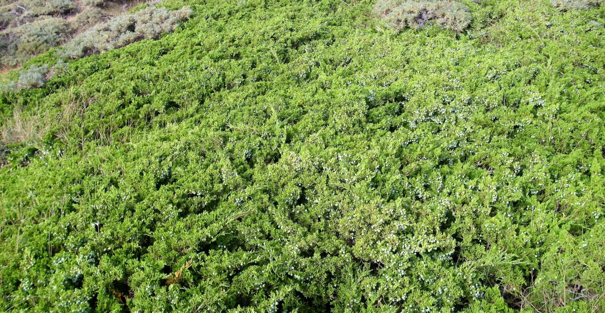 savin juniper (Juniperus sabina) – plant photo