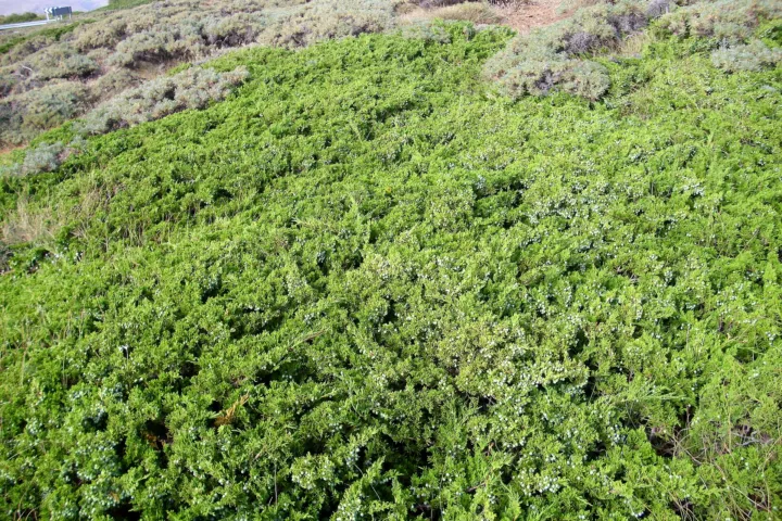 Juniperus sabina