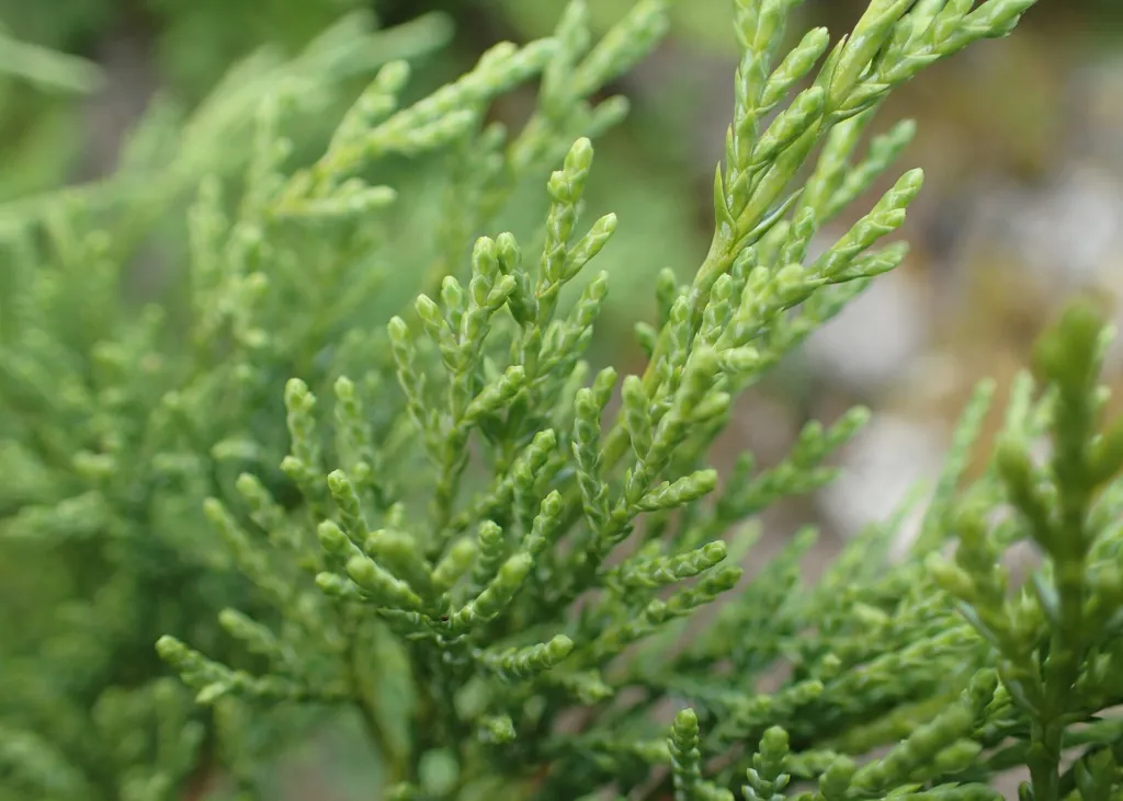 Borievka sibírska (Juniperus sabina) – v záhrade, fotografia rastliny