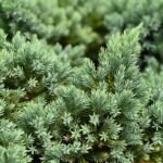 Juniperus squamata – fotografia rastliny