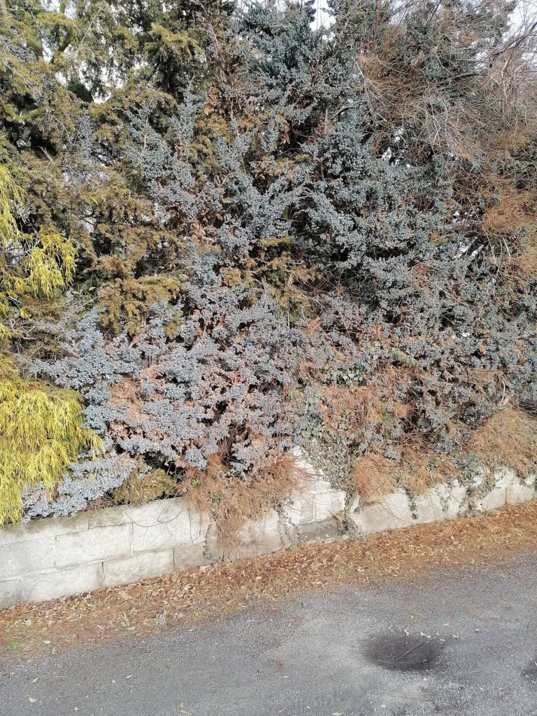 jałowiec łuskowaty (Juniperus squamata) – characteristic appearance, plant photo