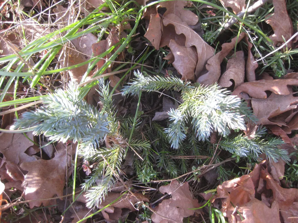 jałowiec łuskowaty (Juniperus squamata) – in a garden setting, plant photo