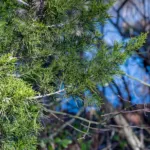 eastern redcedar (Juniperus virginiana) – plant photo