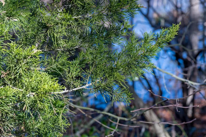 Juniperus virginiana