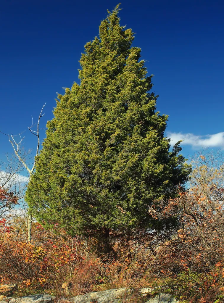 eastern redcedar (Juniperus virginiana) – characteristic appearance, plant photo