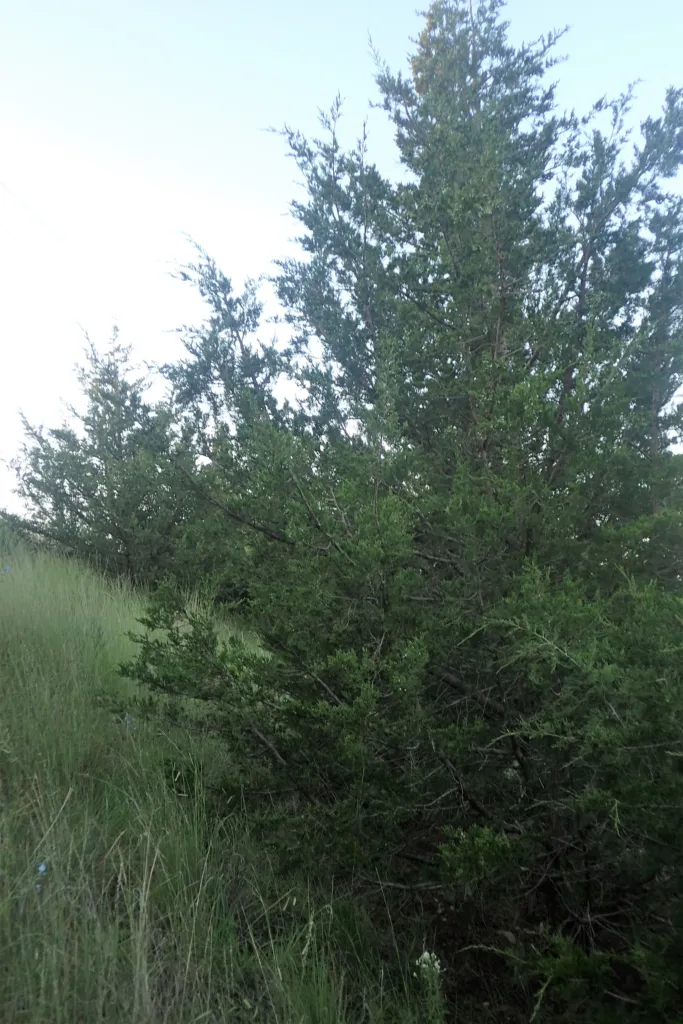 eastern redcedar (Juniperus virginiana) – in a garden setting, plant photo