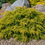 Juniperus × media 'Gold Star' – fotografia rastliny