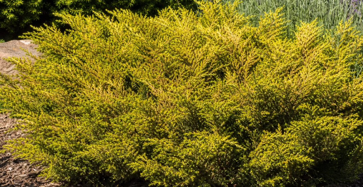 Juniperus × media 'Old Gold' – Pflanzenfoto