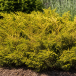 Juniperus × media 'Old Gold' – zdjęcie rośliny