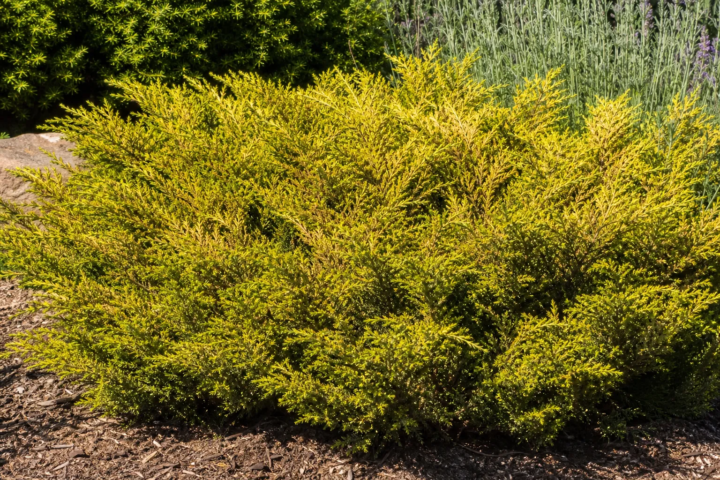 Juniperus × media 'Old Gold'
