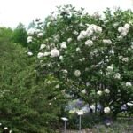 kalina Carlesova (Viburnum carlesii) – fotografia rastliny