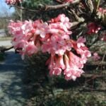 kalina voňavá (Viburnum farreri) – fotografia rastliny