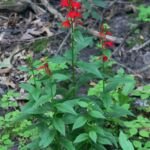 kardinálka (Lobelia cardinalis) – fotografia rastliny