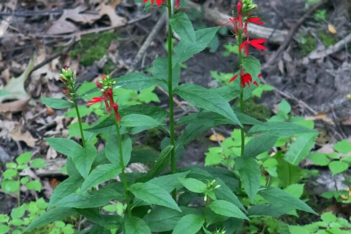 Lobelia cardinalis