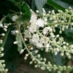 kletra briadkatá (Clethra barbinervis) – fotografia rastliny