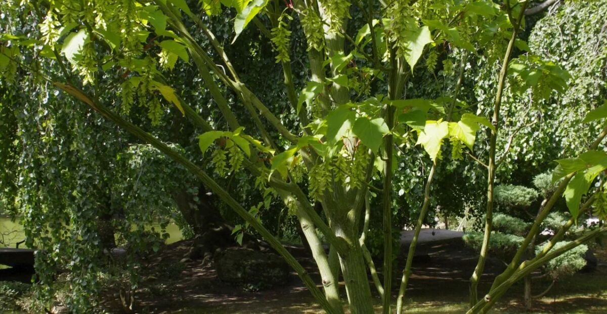Klon pensylwański (Acer pensylvanicum) – plant photo