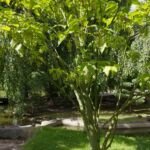 Klon pensylwański (Acer pensylvanicum) – zdjęcie rośliny
