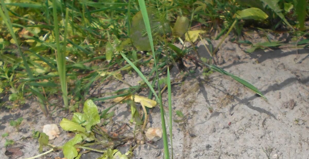 Kosaciec syberyjski (Iris sibirica) – plant photo