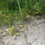 Kosaciec syberyjski (Iris sibirica) – zdjęcie rośliny