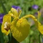Kosaciec żółty (Iris pseudacorus) – zdjęcie rośliny