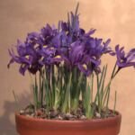 Kosaciec żyłkowany (Iris reticulata) – zdjęcie rośliny